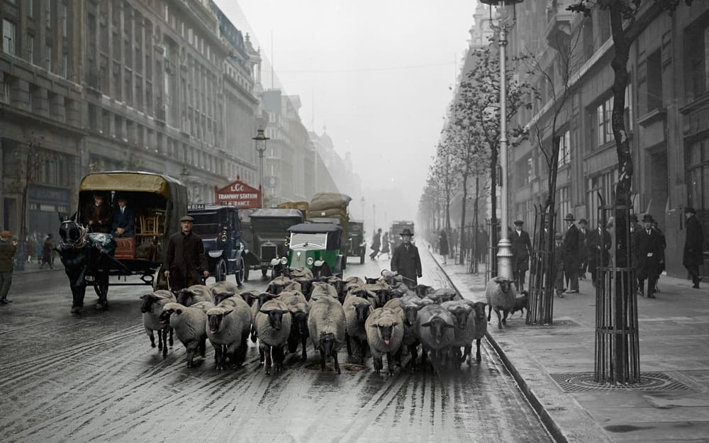 1926: Driving a Flock of Sheep through London post image
